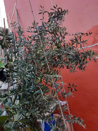 Olivo con aceitunas en maceta