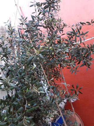 Olivo con aceitunas en maceta