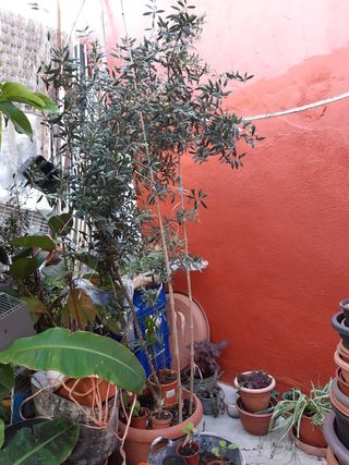 Olivo con aceitunas en maceta