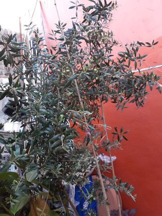 Olivo con aceitunas en maceta