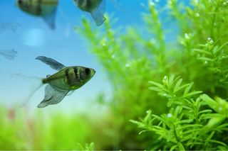 Lote de 10 plantas de acuario VARIADO INICIACION