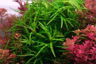 Lote de 10 plantas de acuario VARIADO INICIACION