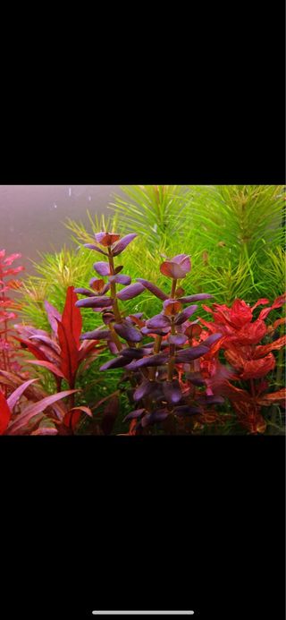 Lote de 10 plantas de acuario VARIADO INICIACION