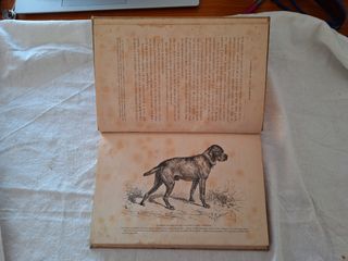 Los Perros de Muestra Franceses é Ingleses