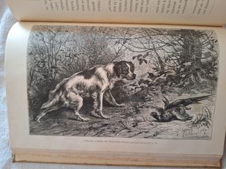 Los Perros de Muestra Franceses é Ingleses