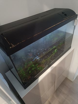 Acuario 100L perfecto estado
Mueble de regalo