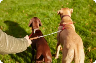 Paseo de perros en Terrassa