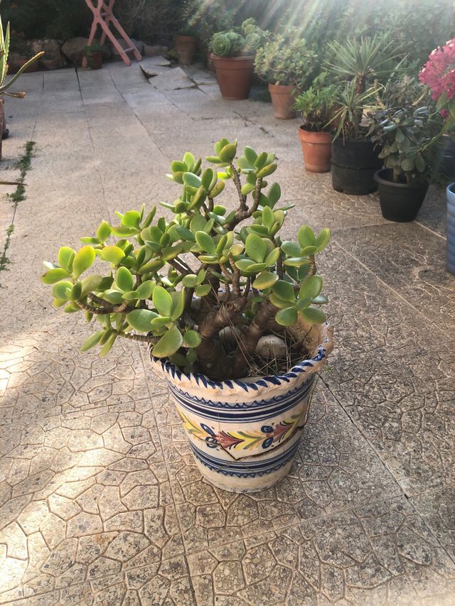 Planta Jade en maceta decorada