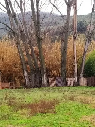 Corto árboles por horas 