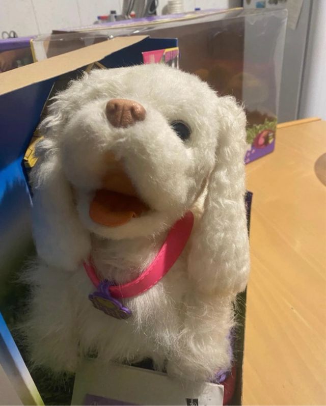 Cane maltese a batterie