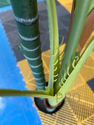 Árbol Palmera