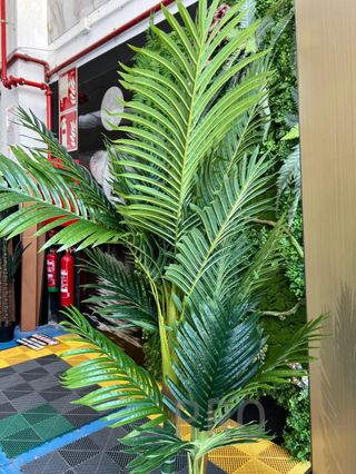 Árbol Palmera