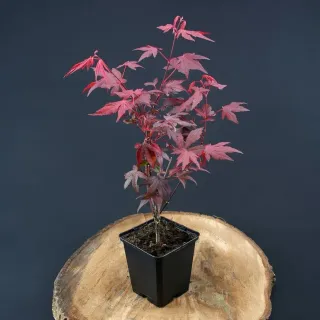 Acer Atropurpureum