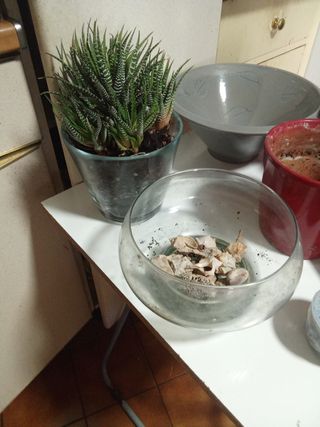 Lotes de macetas y recipientes para plantas