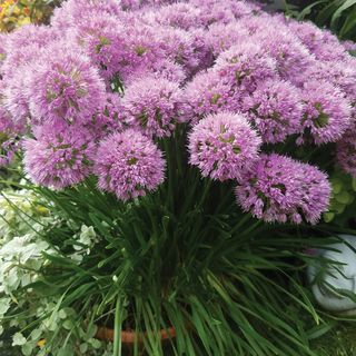 Allium Lavanda Burbujas