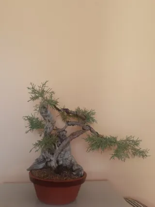 Bonsái Junípero Sabina