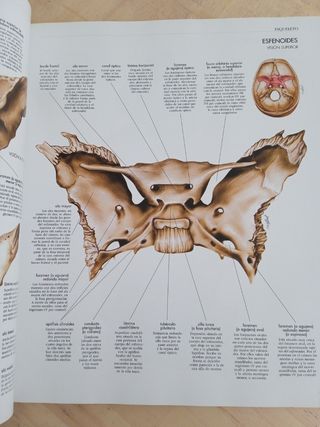 Atlas del Cuerpo Humano. Anatomia, Histologia, ...