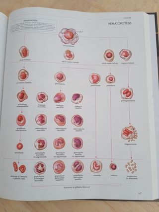 Atlas del Cuerpo Humano. Anatomia, Histologia, ...