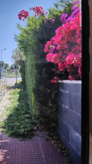 Se hacen todo tipo de trabajos de jardinería poda