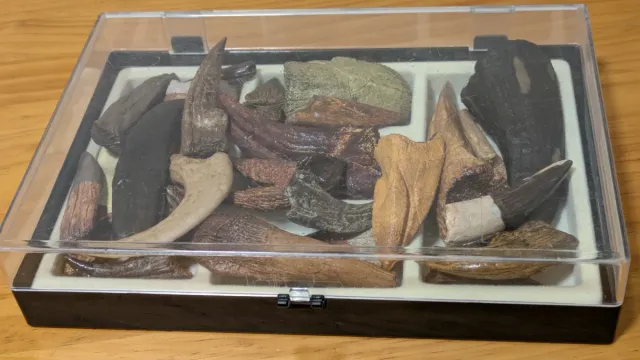 Colección Garras Dinosaurio Resina