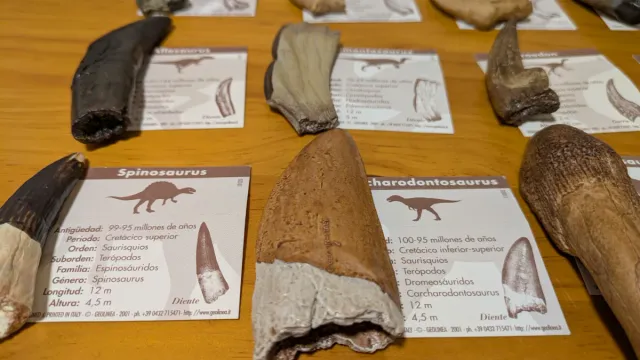 Colección Garras Dinosaurio Resina