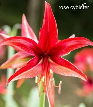 Bulbo Hippeastrum Rose Cibister