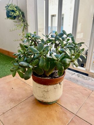 Planta Jade Crassula Ovata