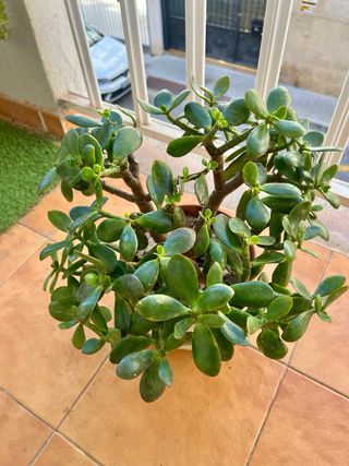 Planta Jade Crassula Ovata