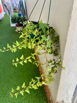 Planta Hiedra Inglesa (Hedera helix)