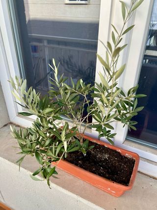 Planta de Olivo (Olea europaea)