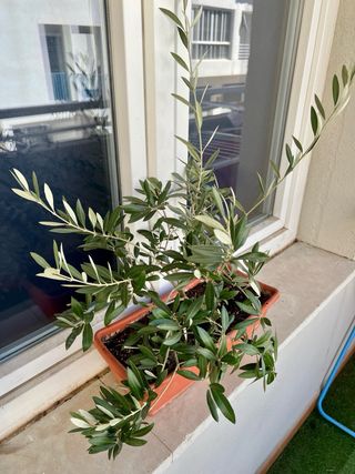 Planta de Olivo (Olea europaea)