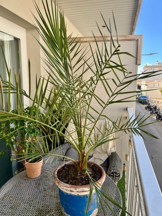 Palmera Datilera (Phoenix dactylifera)