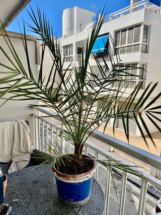 Palmera Datilera (Phoenix dactylifera)