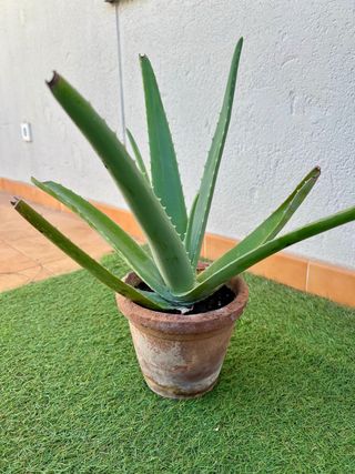 Planta Aloe Vera en Maceta Chica