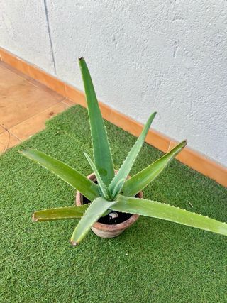 Planta Aloe Vera en Maceta Chica