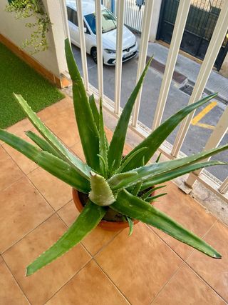 Planta Aloe Vera Miller