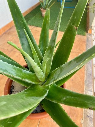 Planta Aloe Vera Miller