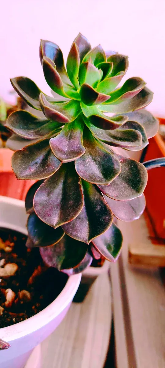 Echeveria Melaco Pianta Succulenta 28 cm Altezza