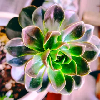 Echeveria Melaco Pianta Succulenta 28 cm Altezza