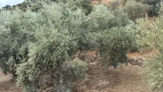 Se necesita personal para recolección de aceituna
