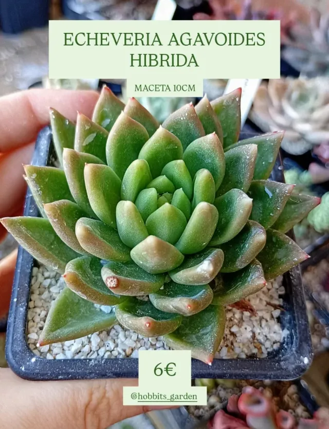 Echeveria Agavoides Hibrida - Suculentas