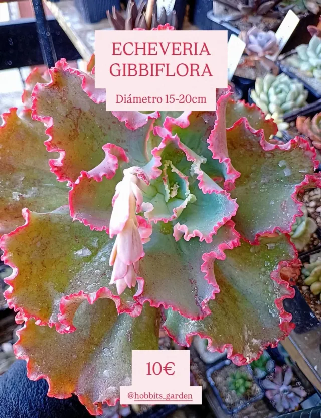 Echeveria Gibbiblora - Suculentas