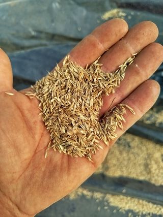 Semillas de Raygrass limpia