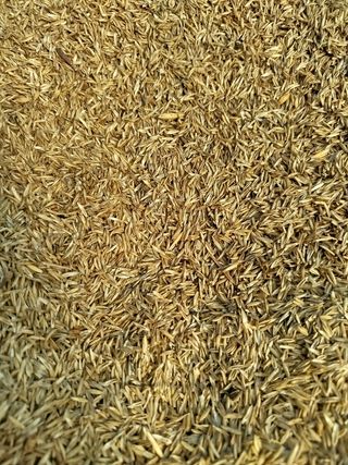 Semillas de Raygrass limpia