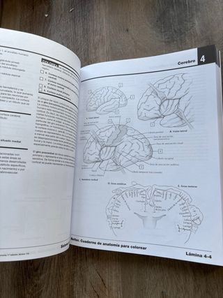 Netter Cuaderno de anatomía para colorear (2ª ed.)