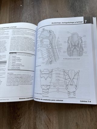 Netter Cuaderno de anatomía para colorear (2ª ed.)