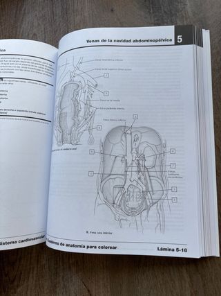 Netter Cuaderno de anatomía para colorear (2ª ed.)
