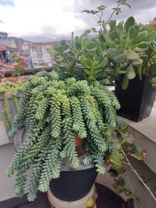 Planta Sedum Morganianum (Cola de Burro), y Jade.