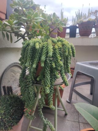 Planta Sedum Morganianum (Cola de Burro), y Jade.