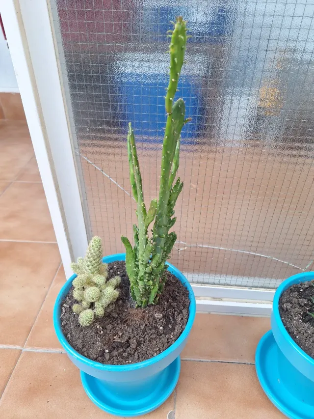Captus Nopal en maceta azul y Mammillaria elongata